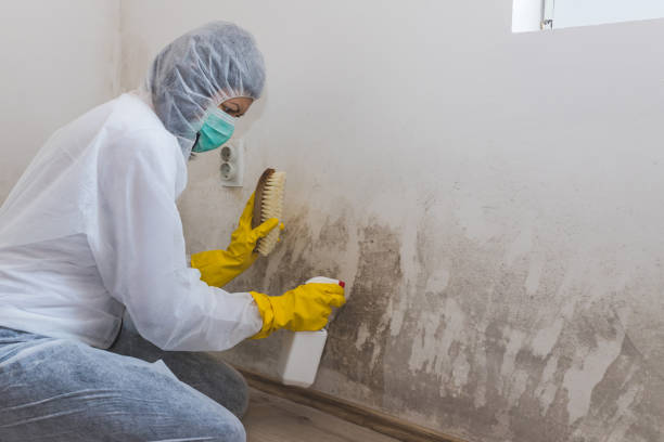 Best Industrial Mold Remediation in Sutherland, NE