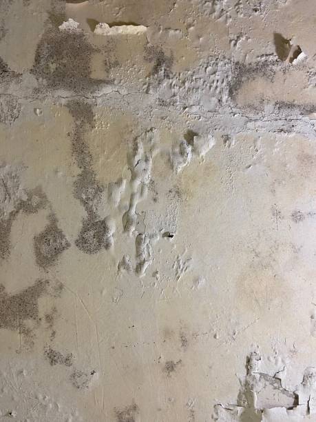 Best Health and Safety Mold Remediation in Sutherland, NE