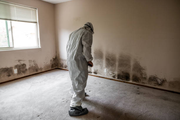Best Localized Mold Remediation (e.g., coastal areas, humid climates) in Sutherland, NE