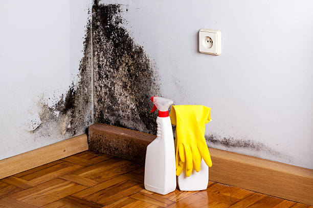 Best Emergency Mold Remediation in Sutherland, NE