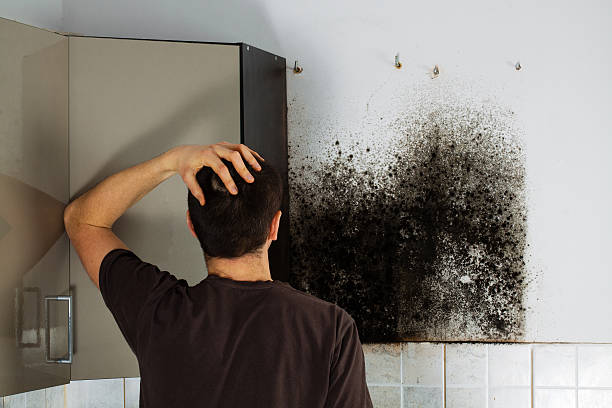 Best Residential Mold Remediation in Sutherland, NE